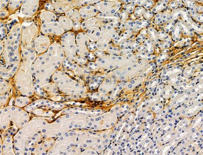 MFSD6L Antibody - DF15122 at 1/100 staining mouse kidney tissue by IHC-P.