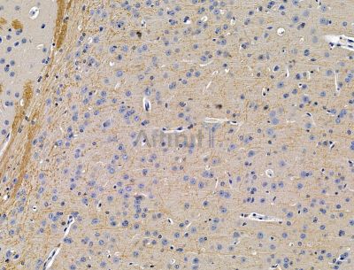 THEM6 Antibody - DF15123 at 1/100 staining mouse brain tissue by IHC-P.