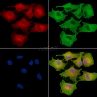 TANC2 Antibody - DF15124 staining A549 cells by IF/ICC.