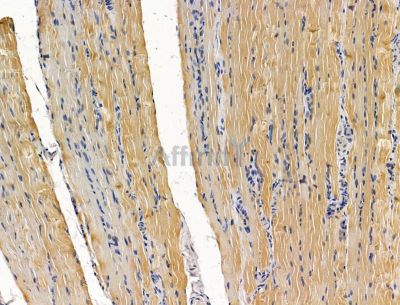 C8orf37 Antibody - DF15127 at 1/100 staining rat muscle tissue by IHC-P.