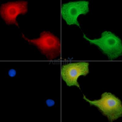 KIAA1107 Antibody - DF15129 staining A549 cells by IF/ICC.