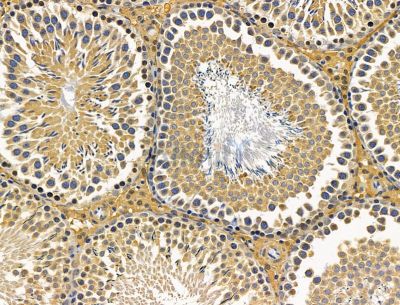 PCMTD1 Antibody - DF15134 at 1/100 staining rat testis tissue by IHC-P.