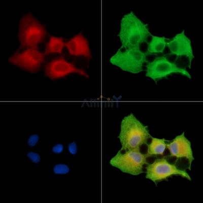 SYDE2 Antibody - DF15137 staining A549 cells by IF/ICC.