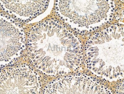 SYDE2 Antibody - DF15137 at 1/100 staining rat testis tissue by IHC-P.