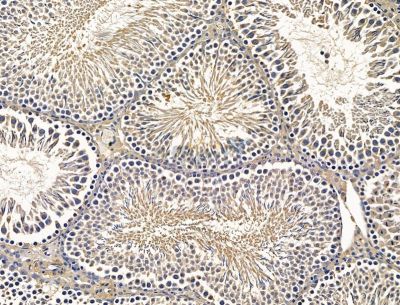 EPG5 Antibody - DF15156 at 1/100 staining rat testis tissue by IHC-P.