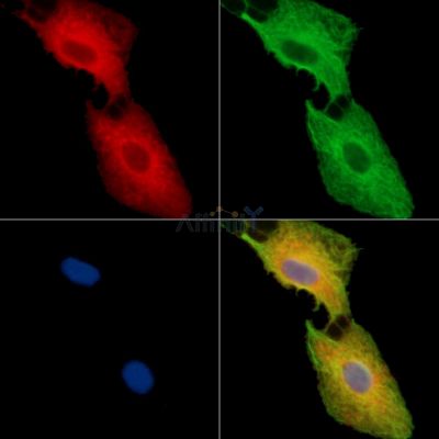 FAM135A Antibody - DF15159 staining A549 cells by IF/ICC.