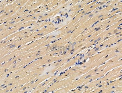 UQCC1 Antibody - DF15163 at 1/100 staining mouse heart tissue by IHC-P.