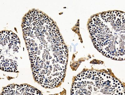 SLC25A43 Antibody - DF15164 at 1/100 staining mouse testis tissue by IHC-P.