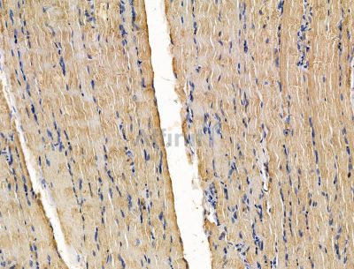 PARD3B Antibody - DF15165 at 1/100 staining rat muscle tissue by IHC-P.