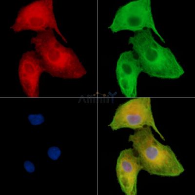 TTC21B Antibody - DF15166 staining A549 cells by IF/ICC.