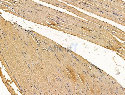 FAM162A Antibody - DF15168 at 1/100 staining rat muscle tissue by IHC-P.