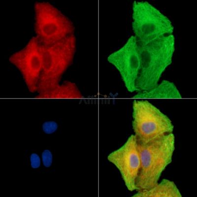 FAM162B Antibody - DF15171 staining A549 cells by IF/ICC.