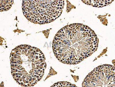 SHCBP1L Antibody - DF15172 at 1/100 staining mouse testis tissue by IHC-P.