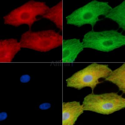 VWA5B2 Antibody - DF15176 staining A549 cells by IF/ICC.