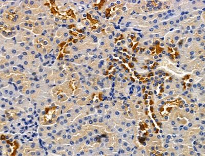 C3orf20 Antibody - DF15199 at 1/100 staining mouse kidney tissue by IHC-P.