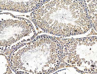 EID3 Antibody - DF15203 at 1/100 staining rat testis tissue by IHC-P.