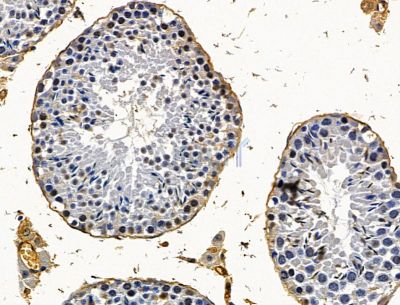 MFSD7 Antibody - DF15213 at 1/100 staining mouse testis tissue by IHC-P.