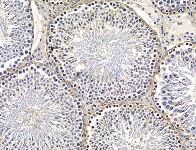 MFSD7 Antibody - DF15213 at 1/100 staining rat testis tissue by IHC-P.