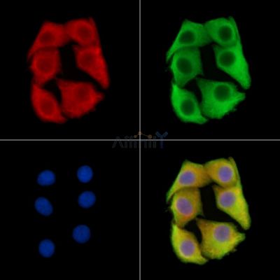 EMB Antibody - DF15219 staining Hela cells by IF/ICC.