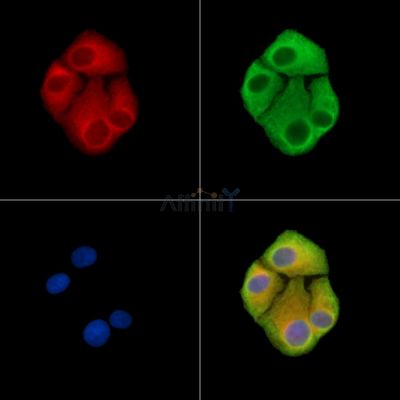 OR2T10 Antibody - DF15230 staining Hela cells by IF/ICC.