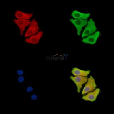 OR51S1 Antibody - DF15231 staining Hela cells by IF/ICC.