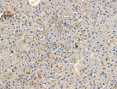 OR2J3 Antibody - DF15232 at 1/100 staining mouse liver tissue by IHC-P.