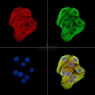 OR2AK2 Antibody - DF15233 staining Hela cells by IF/ICC.