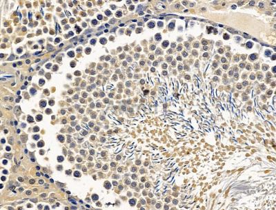CEMP1 Antibody - DF15251 at 1/100 staining rat testis tissue by IHC-P.