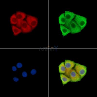 LCE3C Antibody - DF15258 staining Hela cells by IF/ICC.