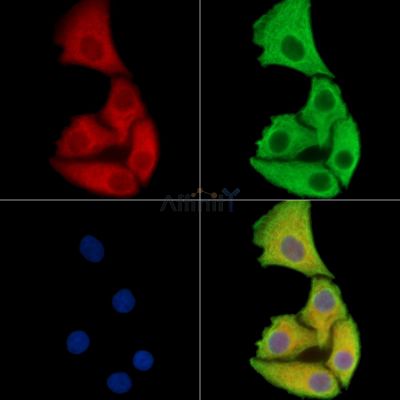 FAM35A/FAM35B Antibody - DF15264 staining Hela cells by IF/ICC.