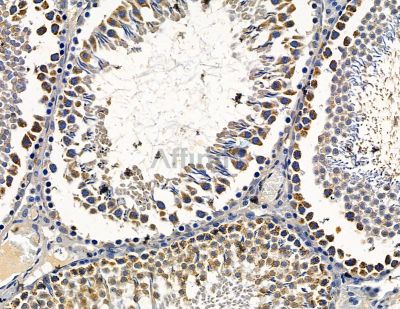 PACSIN1 Antibody - DF15266 at 1/100 staining rat testis tissue by IHC-P.