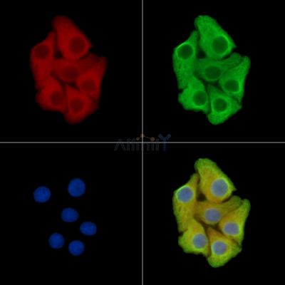 DSTN Antibody - DF15268 staining Hela cells by IF/ICC.
