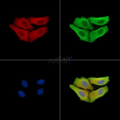 SLC25A22 Antibody - DF15269 staining Hela cells by IF/ICC.