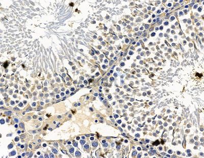 SLC25A22 Antibody - DF15269 at 1/100 staining rat testis tissue by IHC-P.