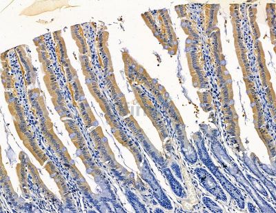 LMAN2 Antibody - DF15271 at 1/100 staining rat colorectal tissue by IHC-P.