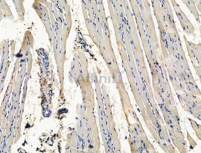 C4orf17 Antibody - DF15291 at 1/100 staining rat muscle tissue by IHC-P.