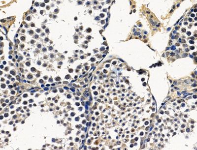 MIR22HG Antibody - DF15292 at 1/100 staining mouse testis tissue by IHC-P.