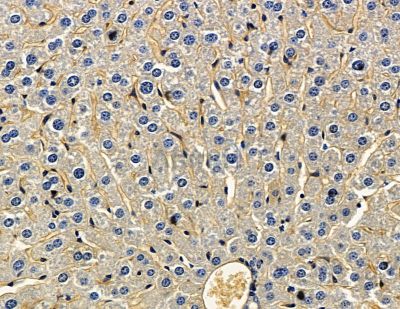 RFLNB Antibody - DF15295 at 1/100 staining mouse liver tissue by IHC-P.