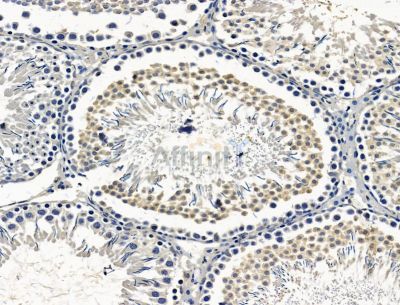 ZNF746 Antibody - DF15298 at 1/100 staining rat testis tissue by IHC-P.