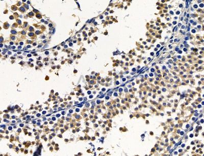 PLPP4 Antibody - DF15304 at 1/100 staining mouse testis tissue by IHC-P.
