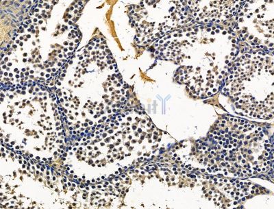 MCRIP1 Antibody - DF15306 at 1/100 staining mouse testis tissue by IHC-P.