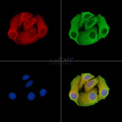 C20orf27 Antibody - DF15309 staining Hela cells by IF/ICC.