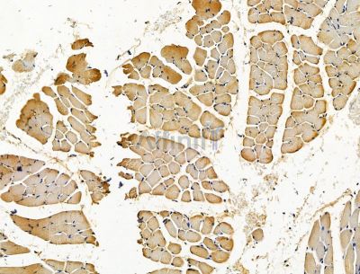 C20orf27 Antibody - DF15309 at 1/100 staining rat muscle tissue by IHC-P.
