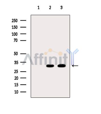 TIMMDC1 Antibody - Western blot analysis of extracts from various samples, using TIMMDC1 Antibody.