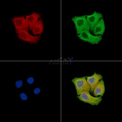 FLRT2 Antibody - DF15338 staining Hela cells by IF/ICC.