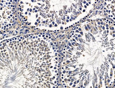 HPS6 Antibody - DF15359 at 1/100 staining rat testis tissue by IHC-P.
