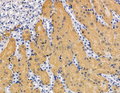 LIN7B Antibody - DF15368 at 1/100 staining mouse kidney tissue by IHC-P.