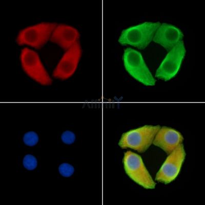 LYPD1 Antibody - DF15378 staining Hela cells by IF/ICC.
