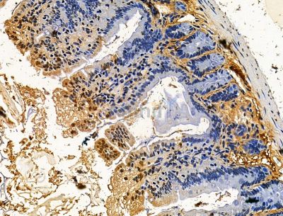 DEFA6 Antibody - DF15380 at 1/100 staining mouse colorectal tissue by IHC-P.