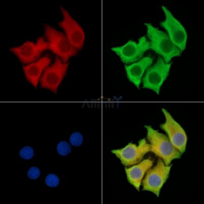 FEZ1 Antibody - DF15382 staining Hela cells by IF/ICC.